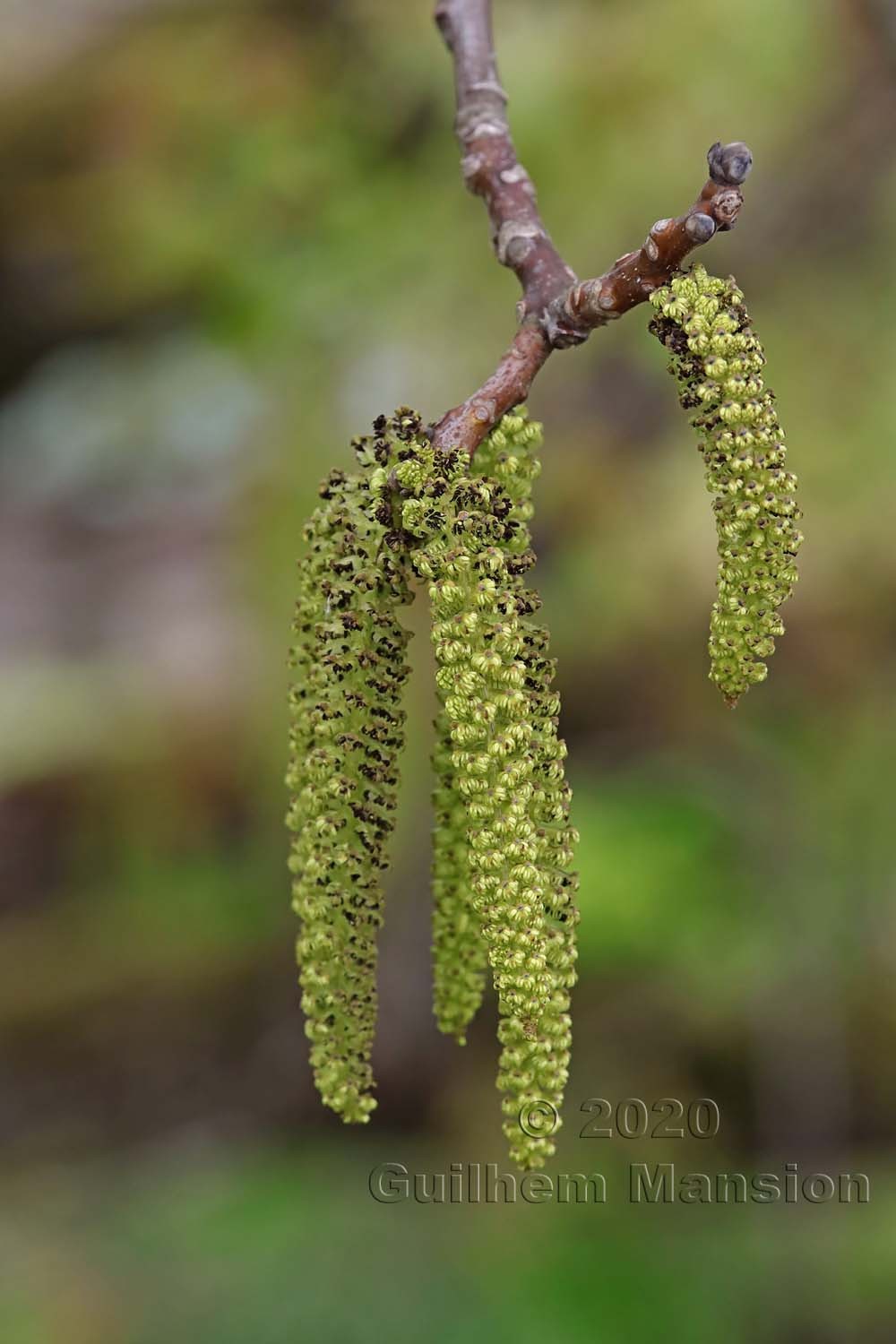 Juglans regia