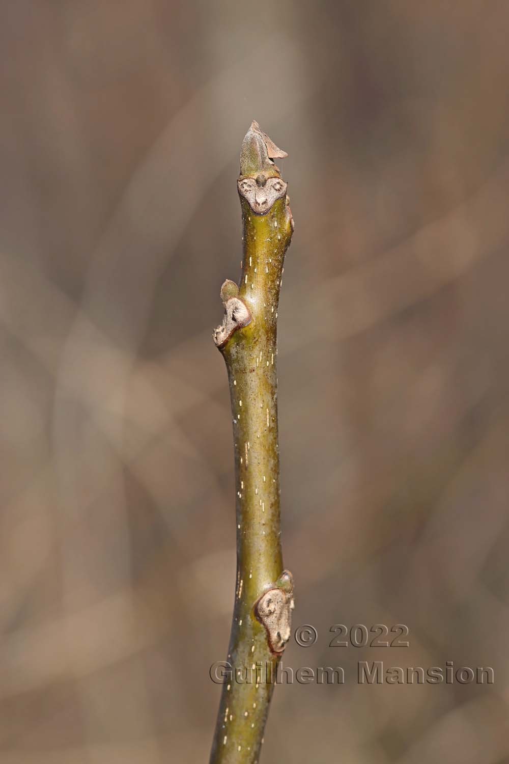 Juglans regia