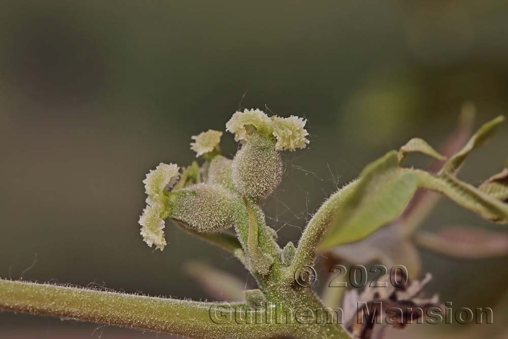 Family - Juglandaceae