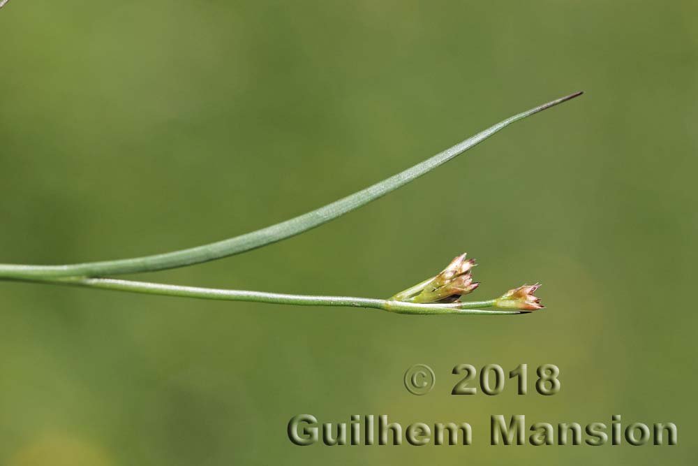 Juncus acutiflorus