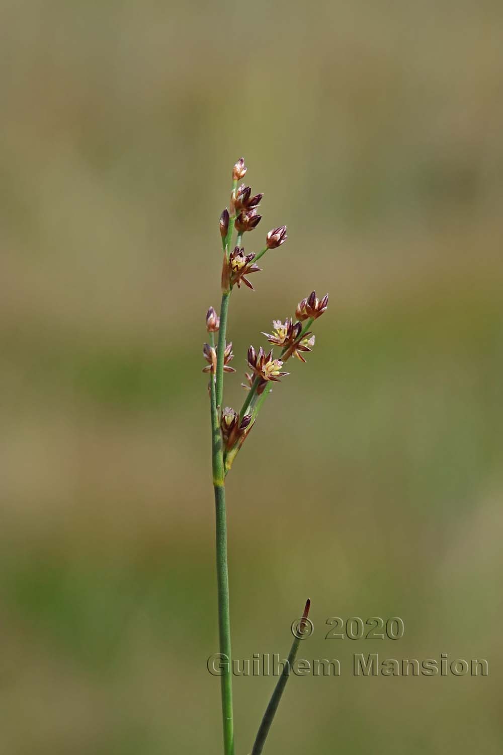 Juncus articulatus