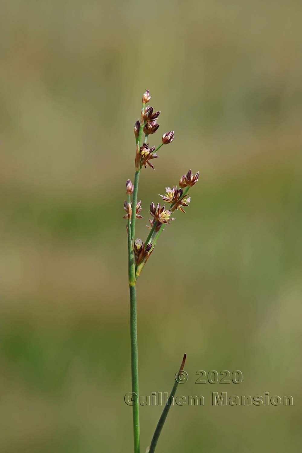 Juncus articulatus