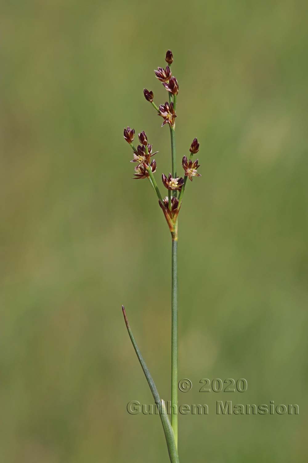 Juncus articulatus