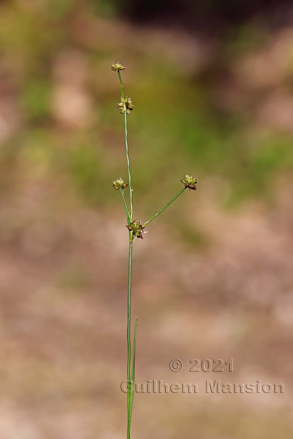 Juncus articulatus