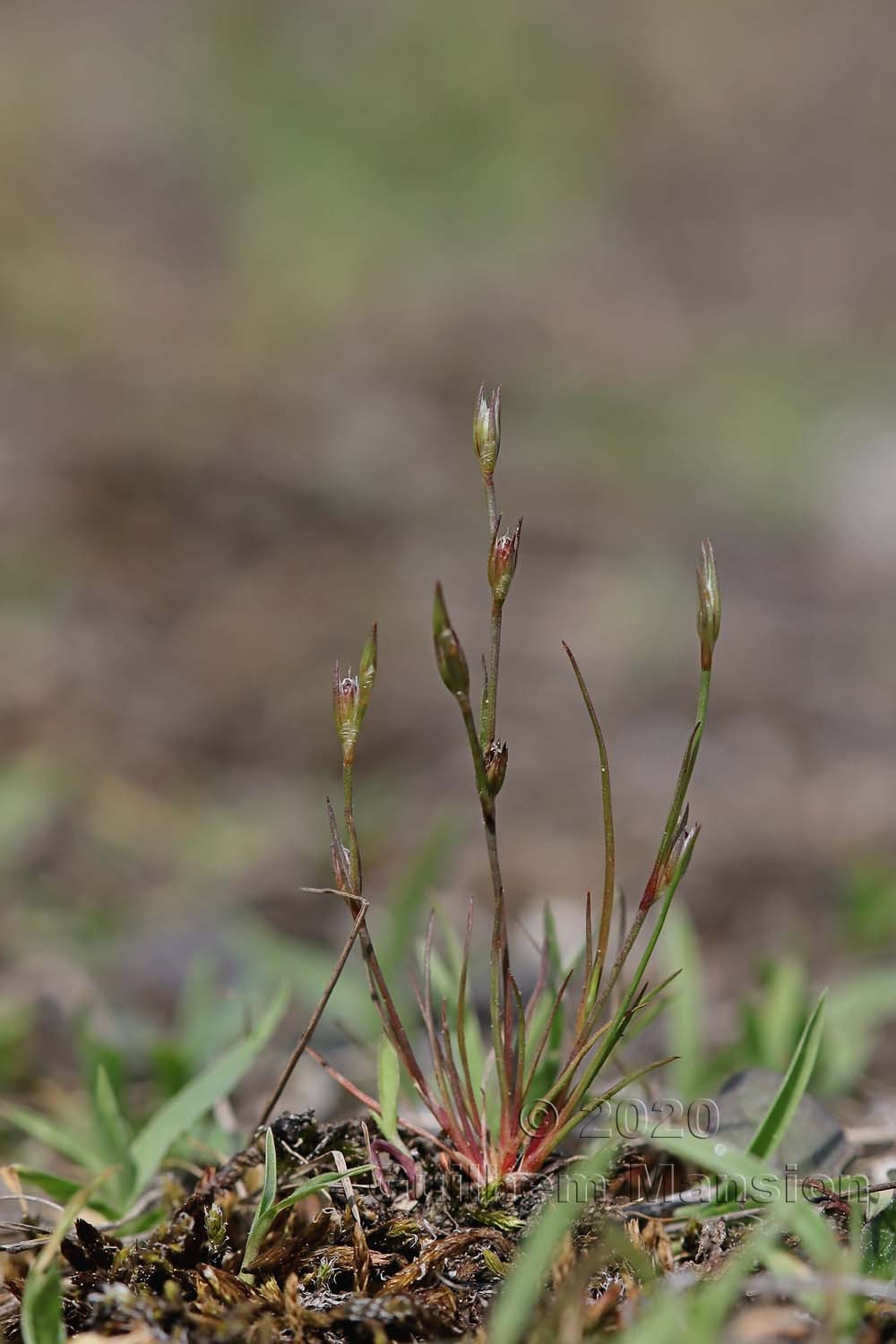 Juncus bufonius