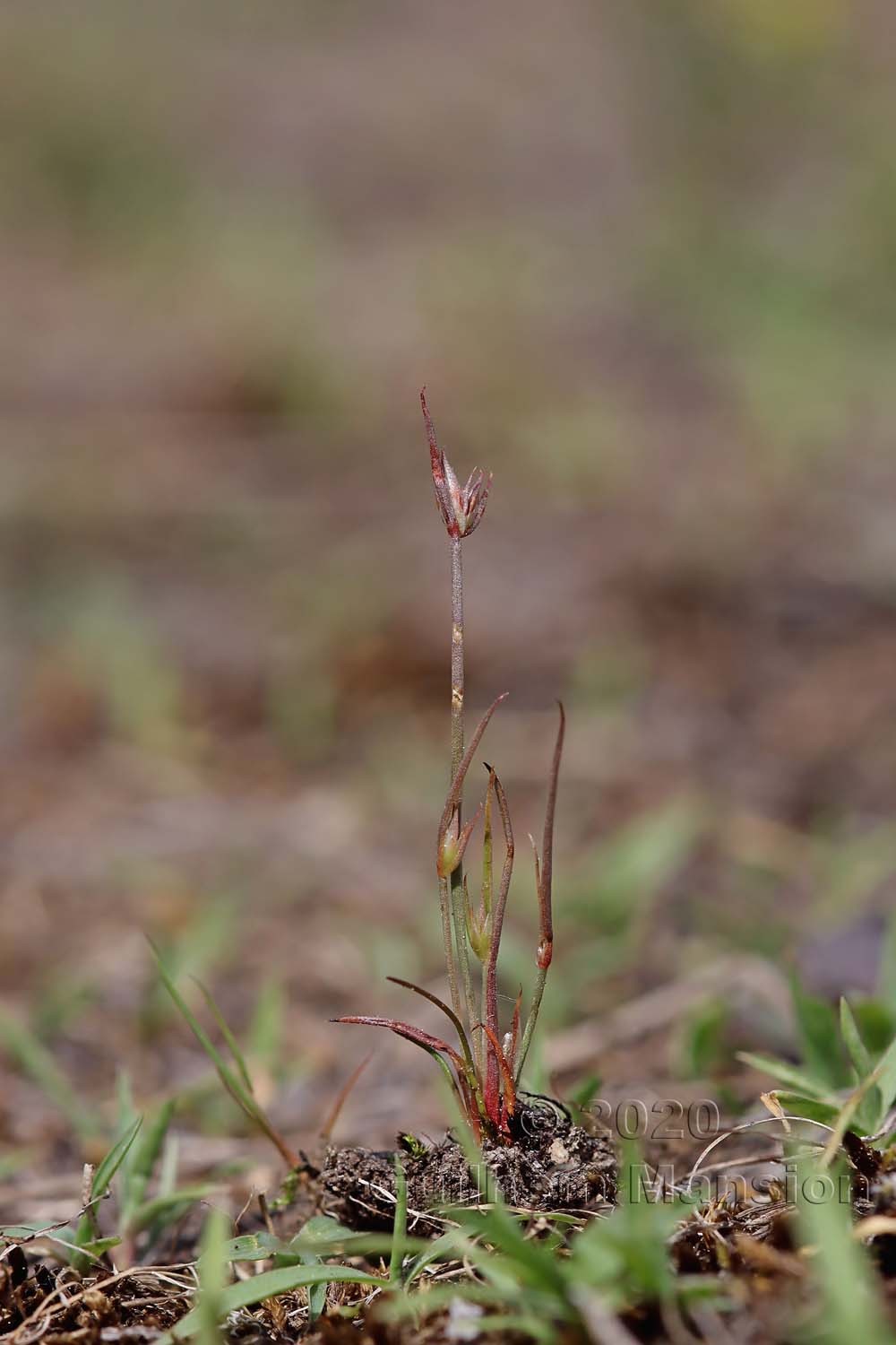 Juncus bufonius