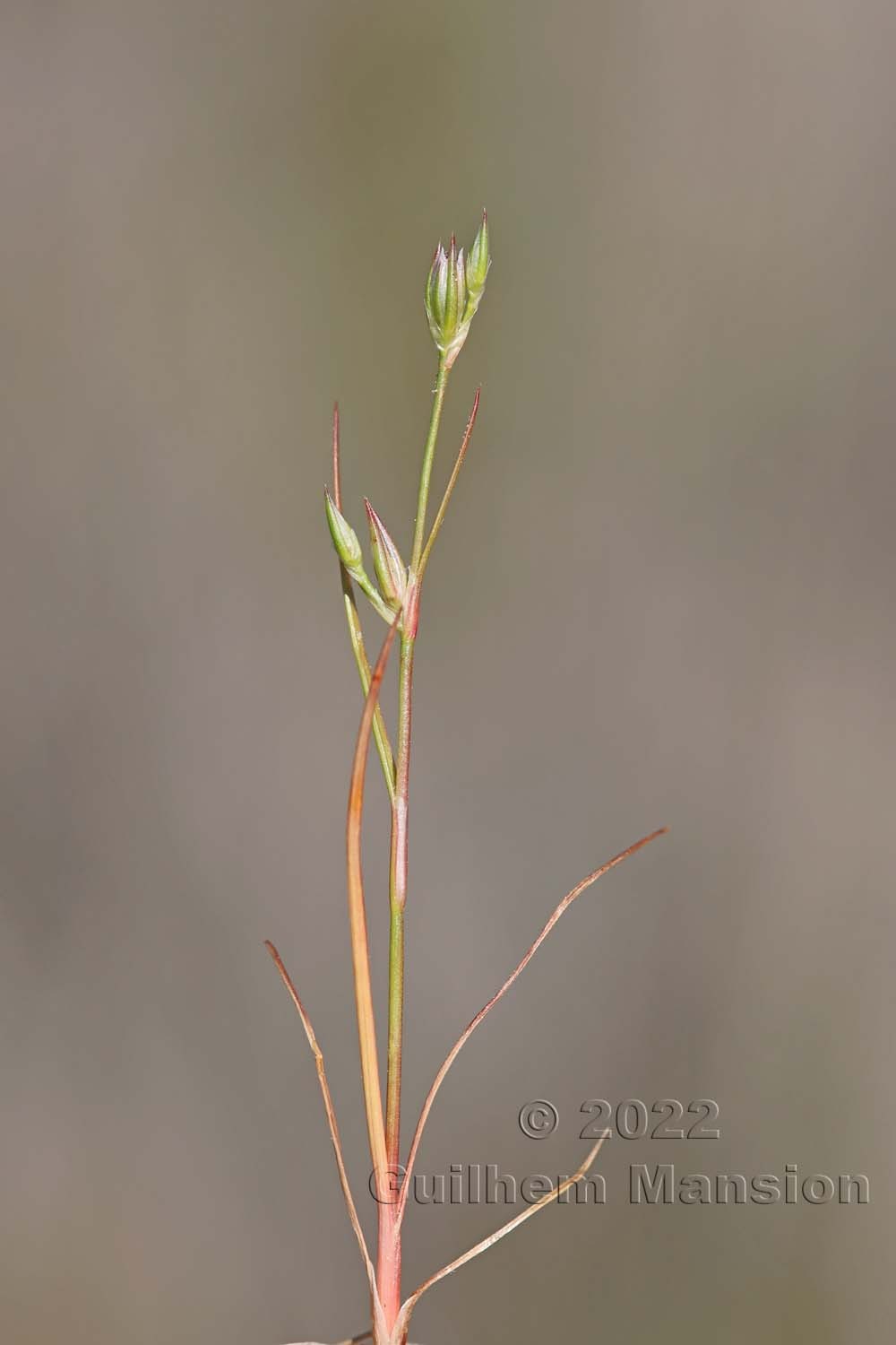 Juncus bufonius