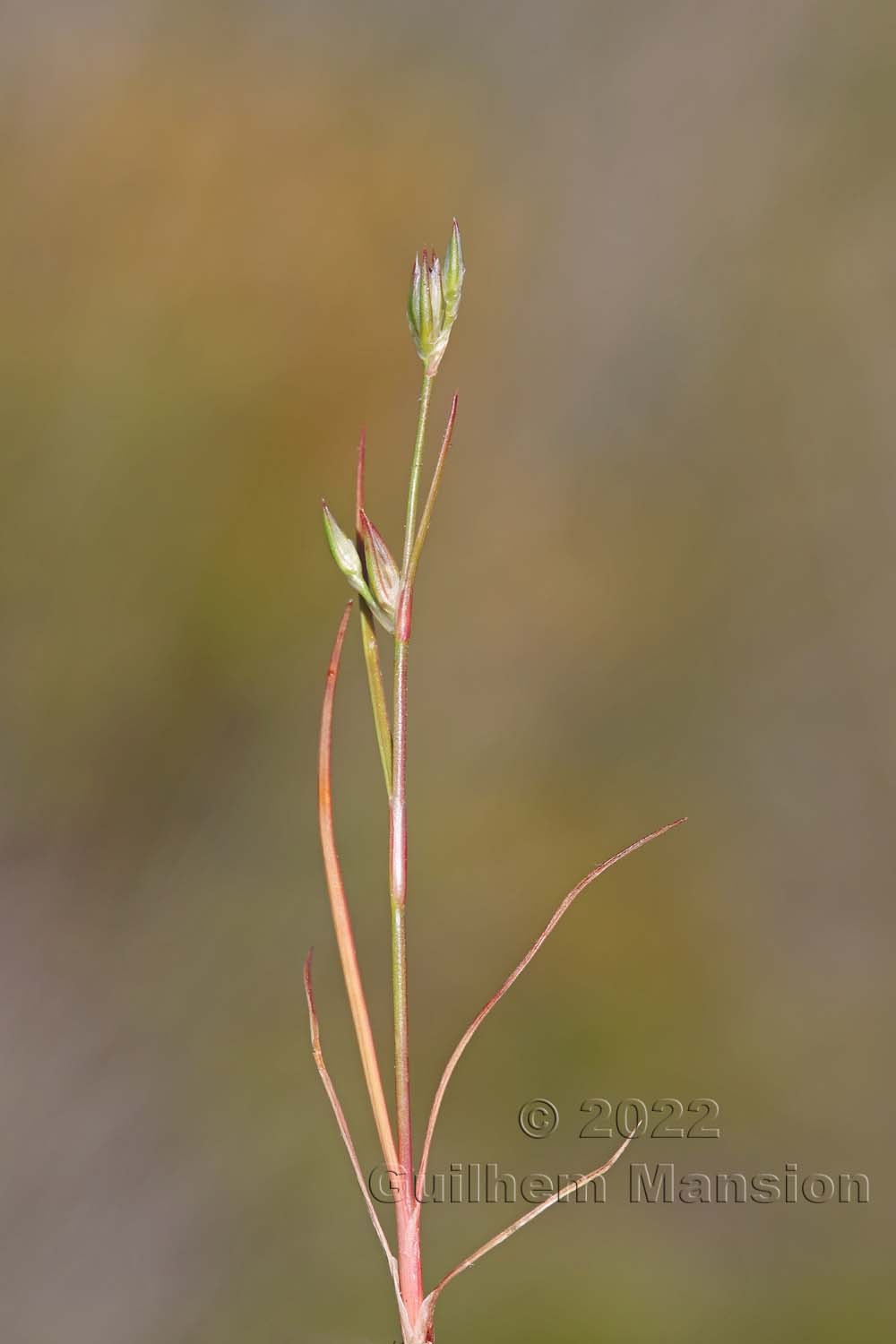 Juncus bufonius