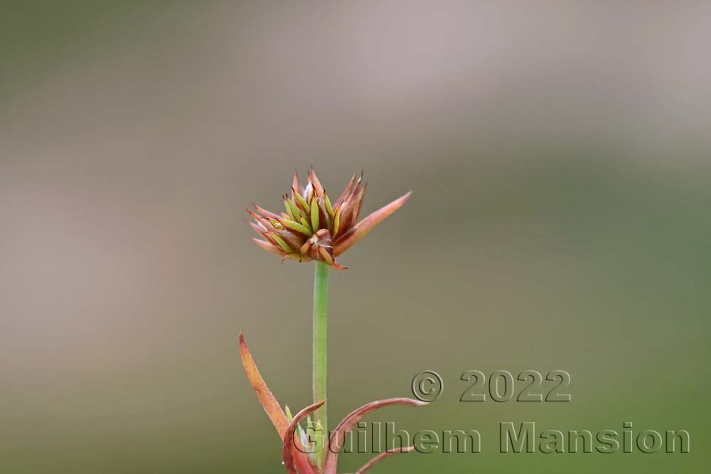 Juncus capitatus