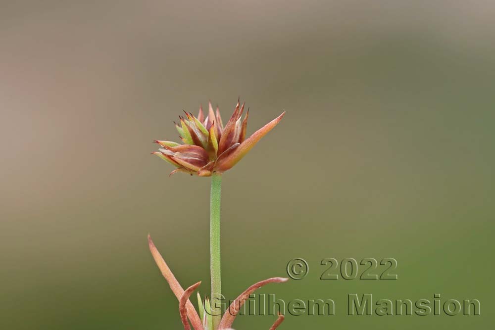 Juncus capitatus