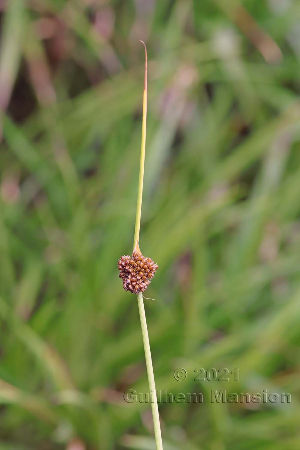 Juncus conglomeratus