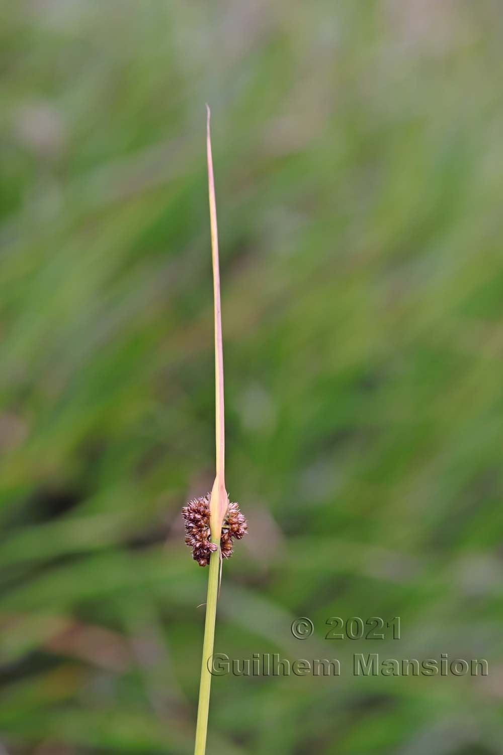 Juncus conglomeratus