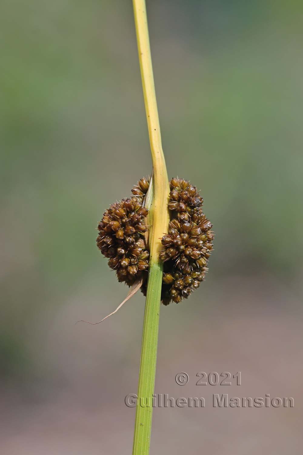 Juncus conglomeratus