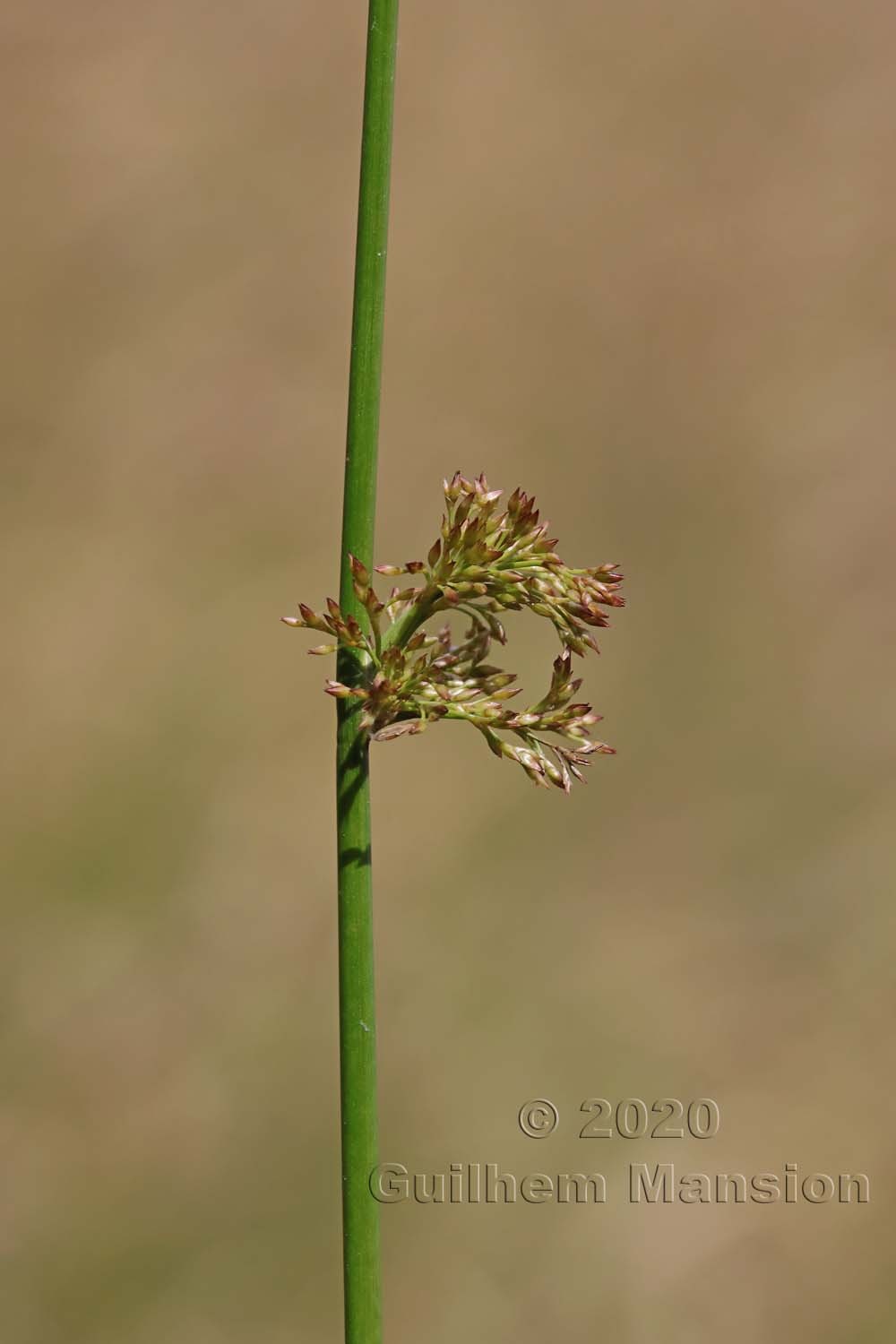 Juncus effusus