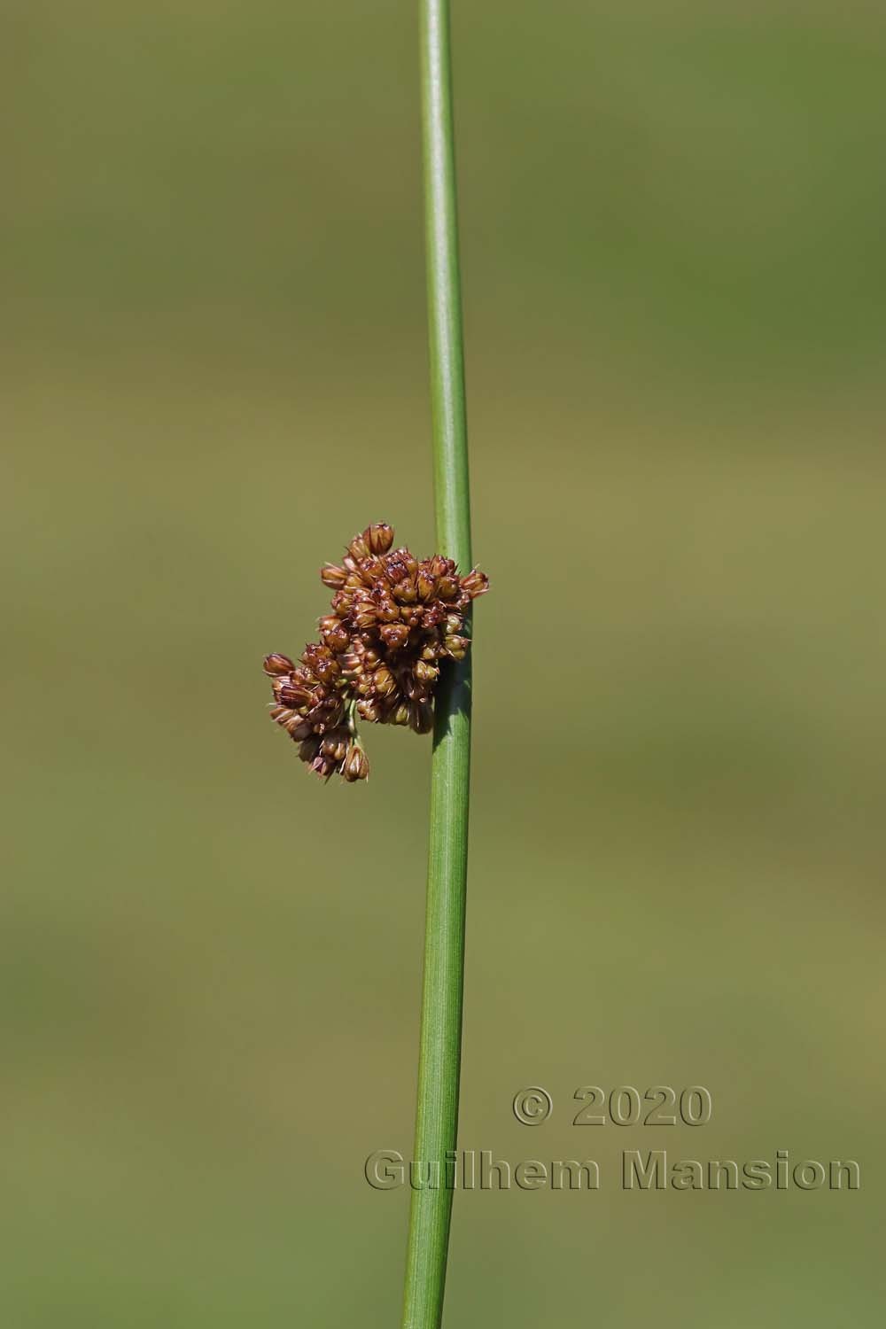 Juncus effusus