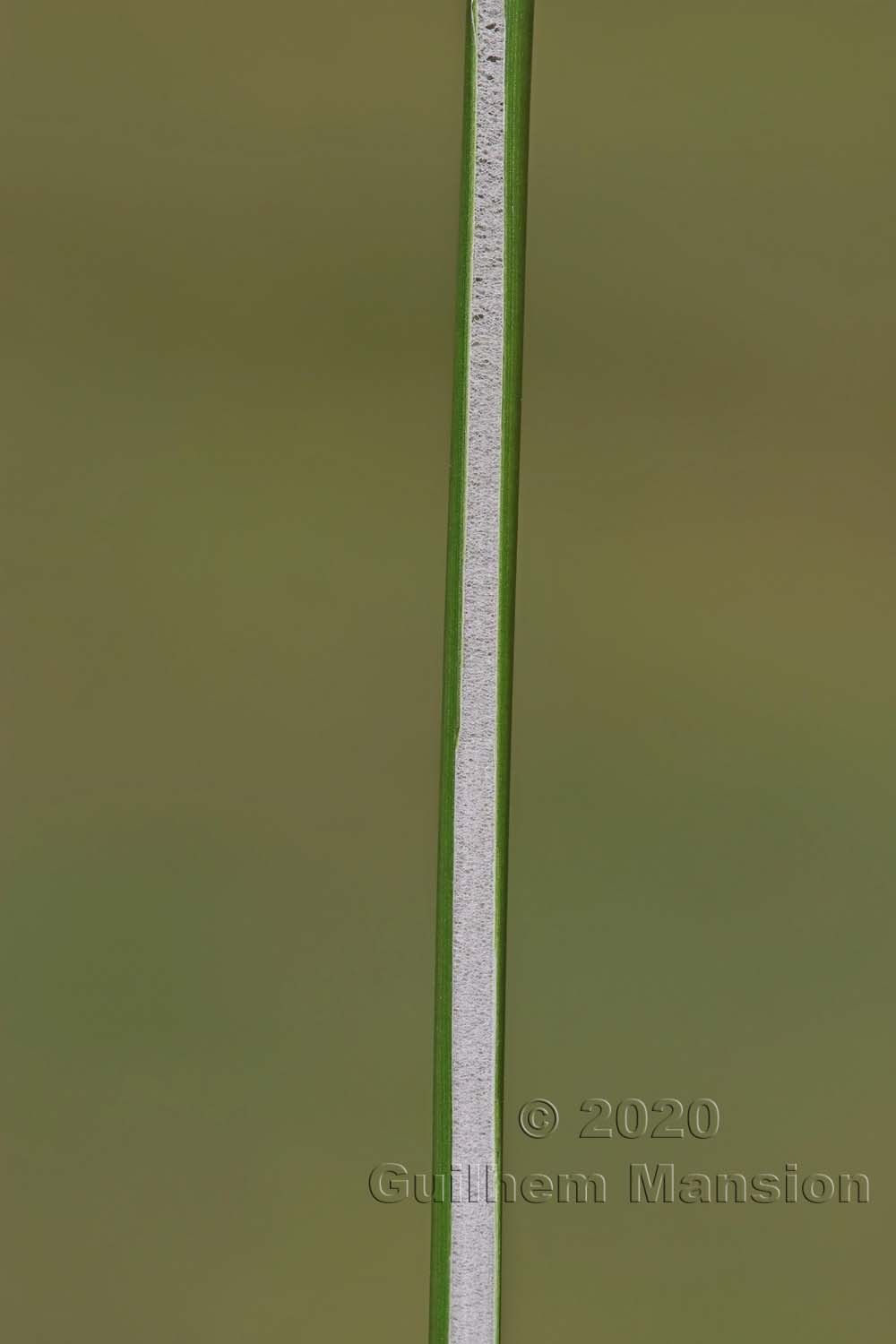 Juncus effusus