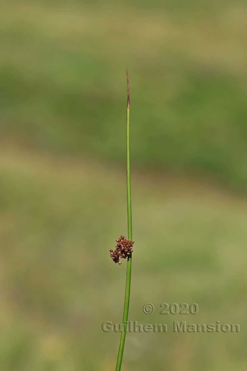 Juncus effusus