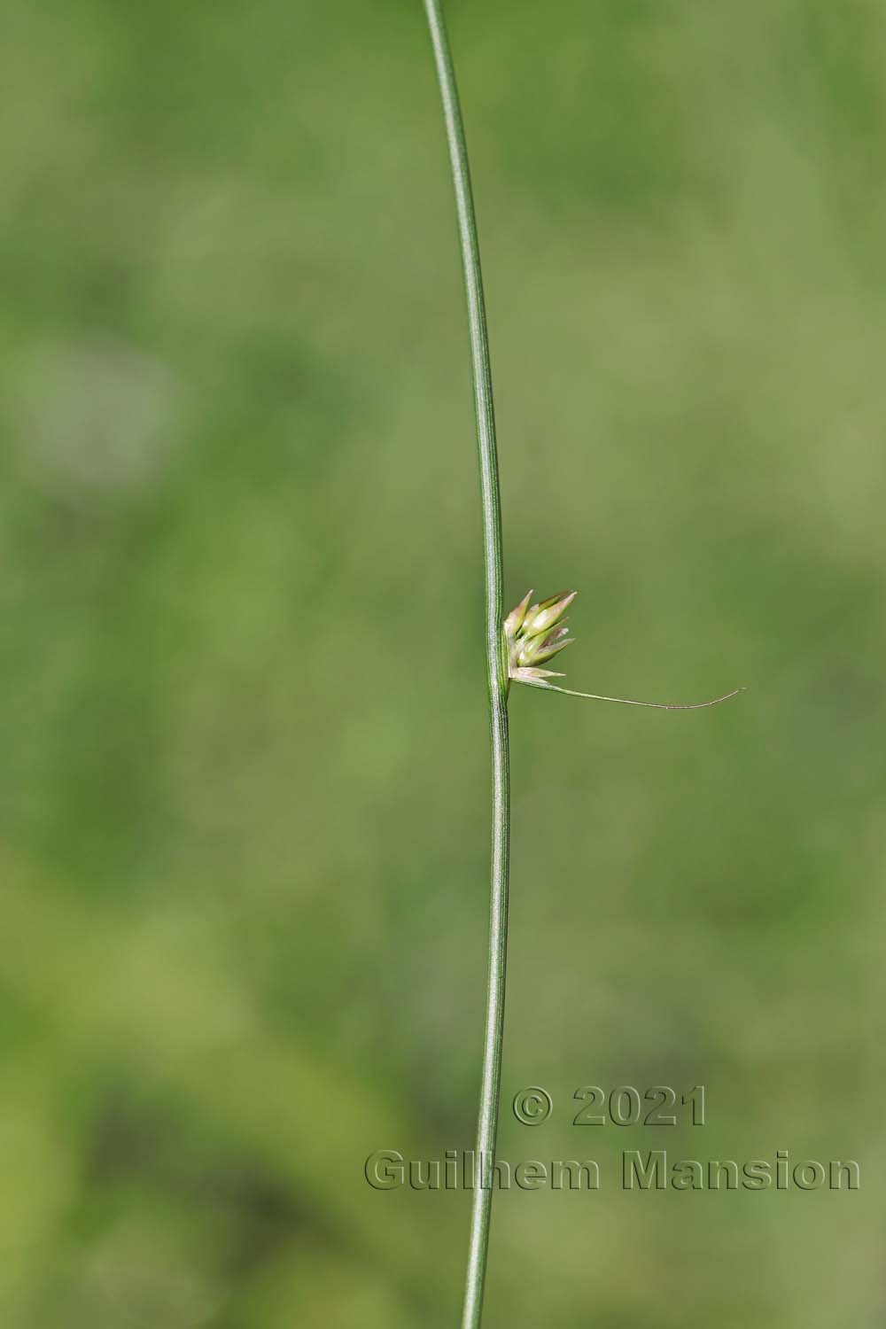 Juncus filiformis