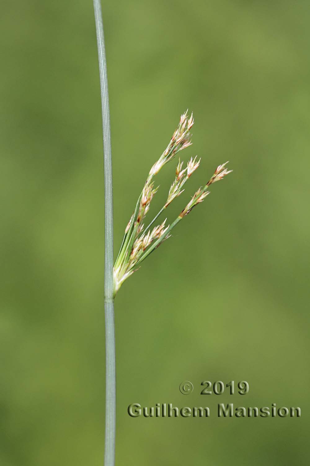 Juncus inflexus