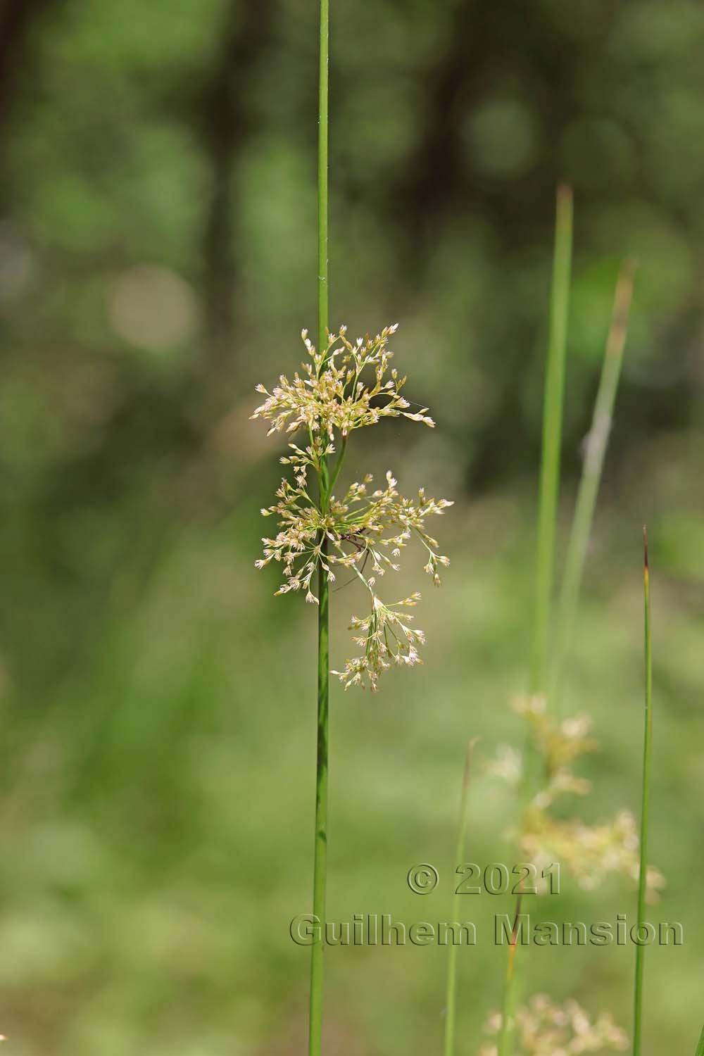 Juncus inflexus