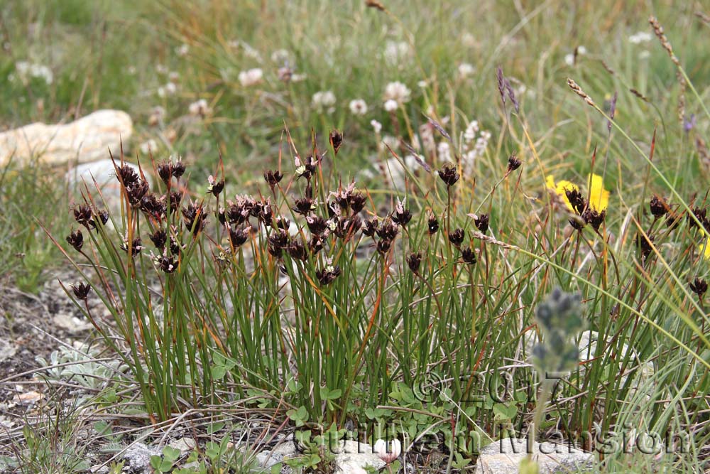 Juncus jacquinii