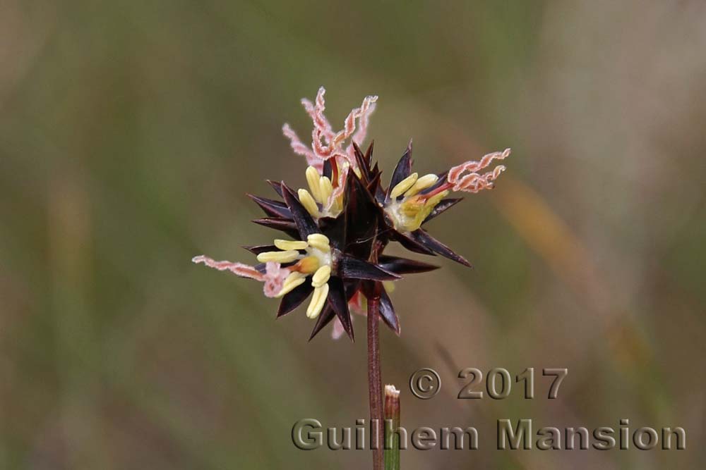 Juncus jacquinii