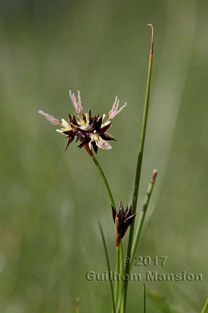 Juncus jacquinii