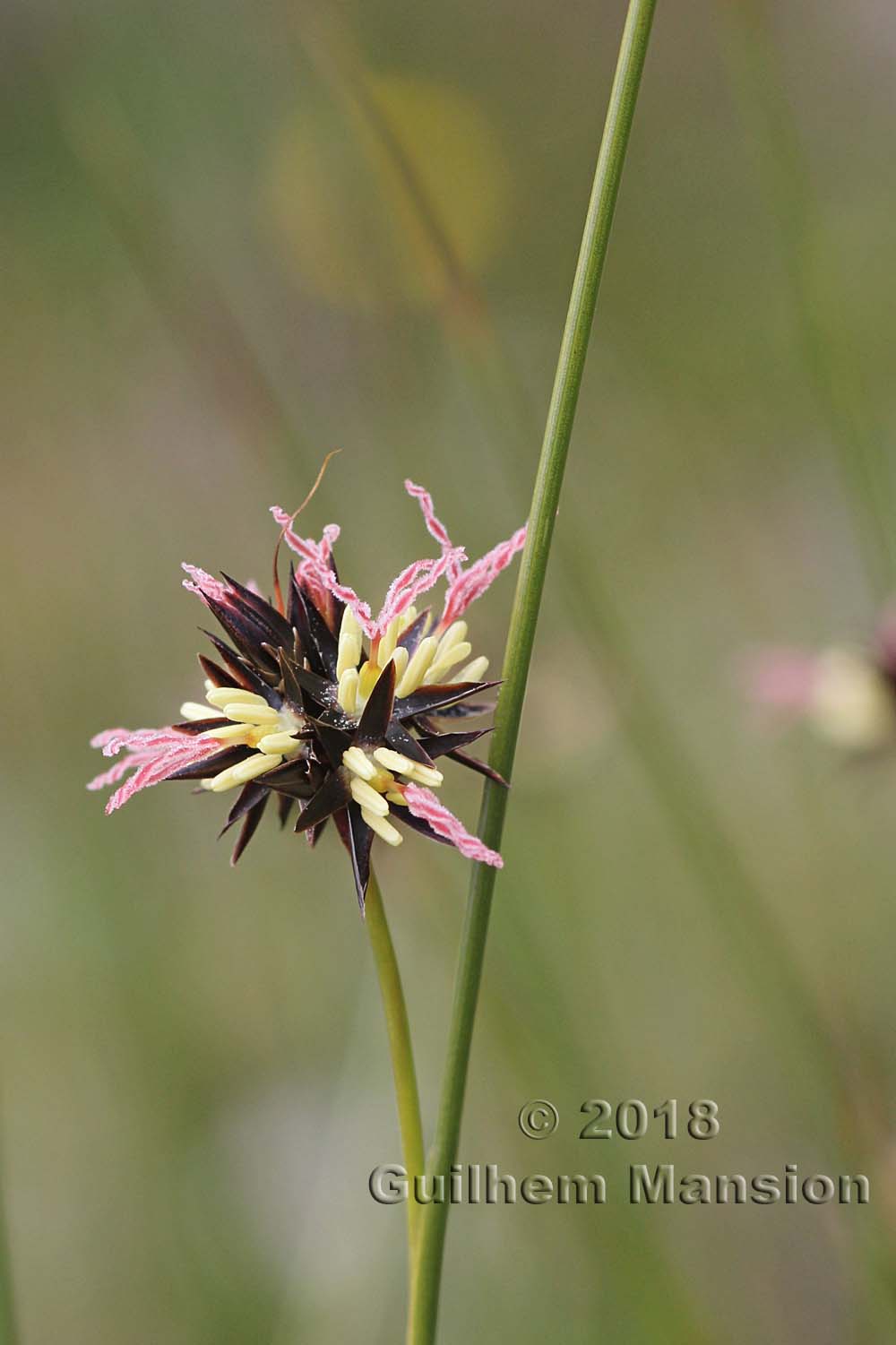 Juncus jacquinii