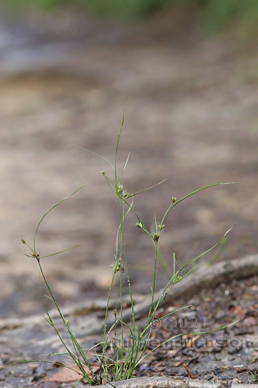 Juncus tenuis