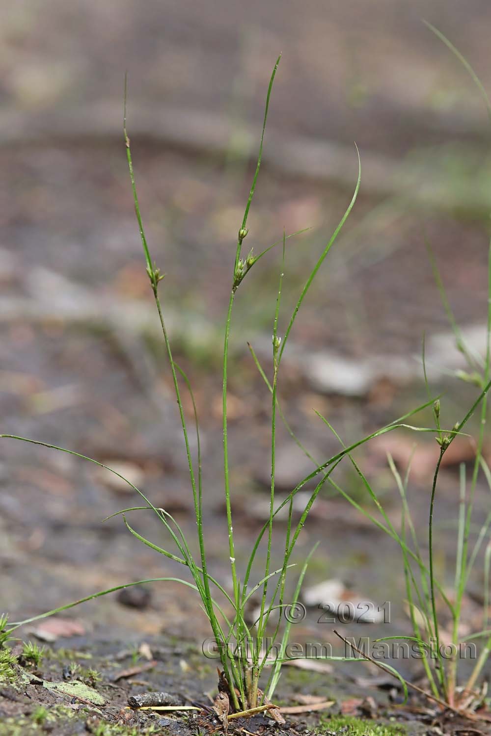 Juncus tenuis