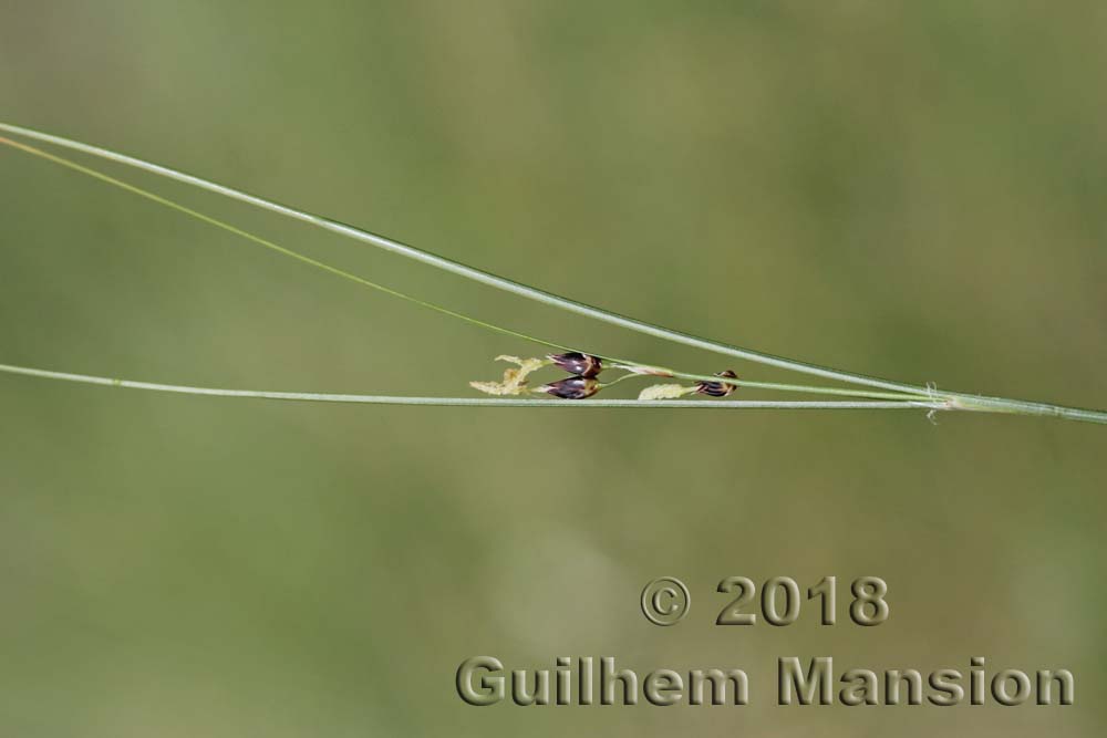 Juncus trifidus