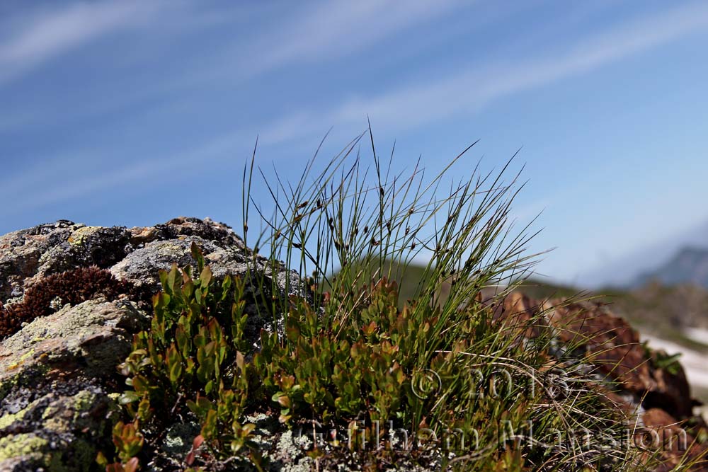 Juncus trifidus