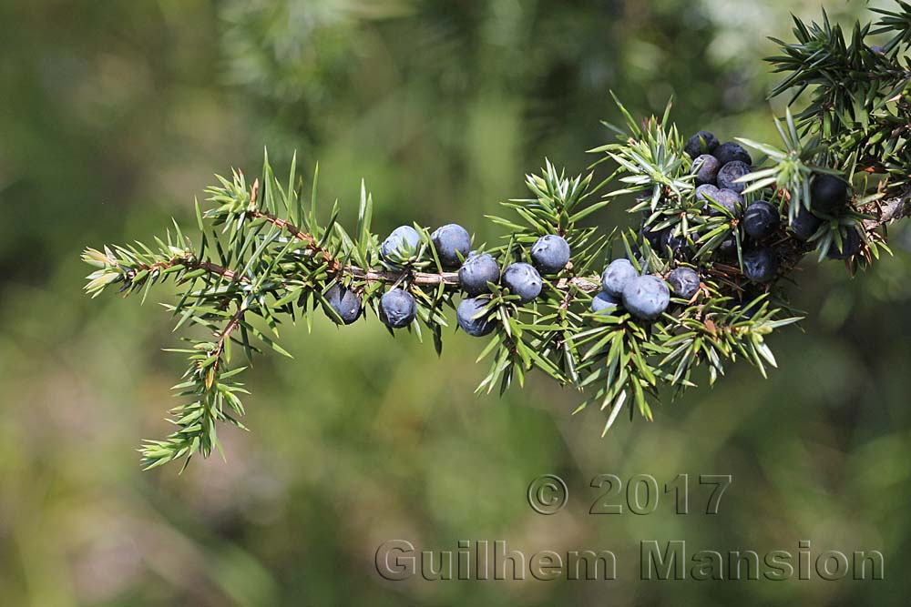 Juniperus communis