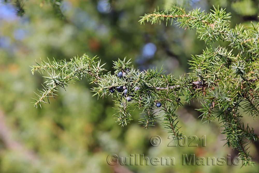 Juniperus communis