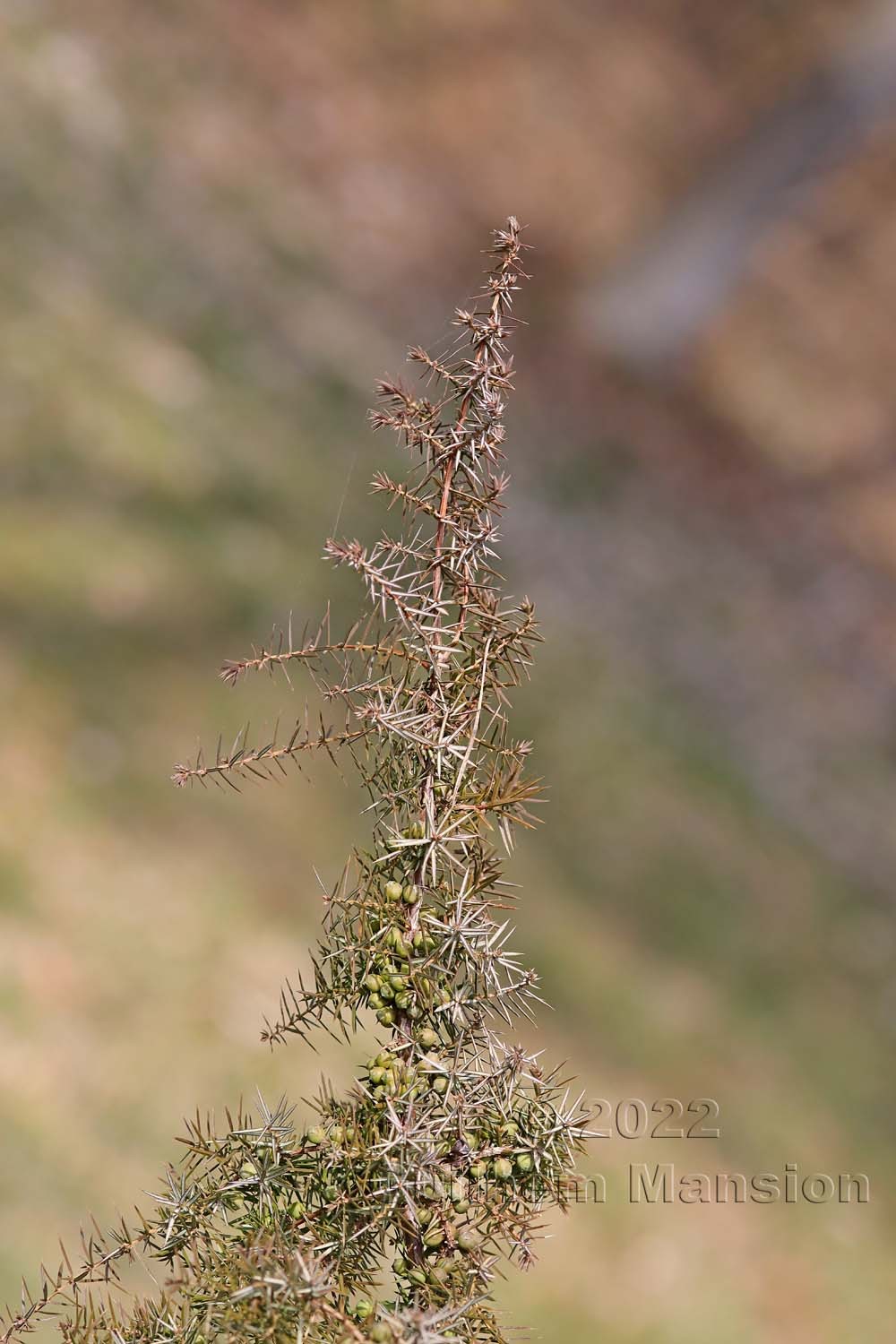 Juniperus communis