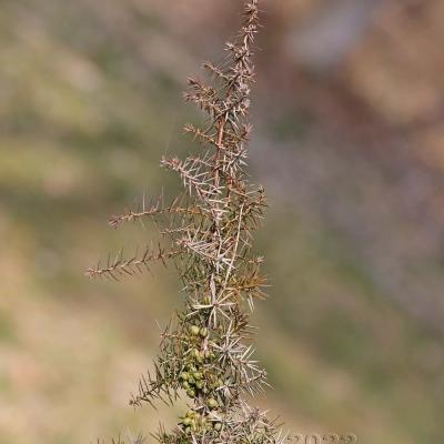 Juniperus communis
