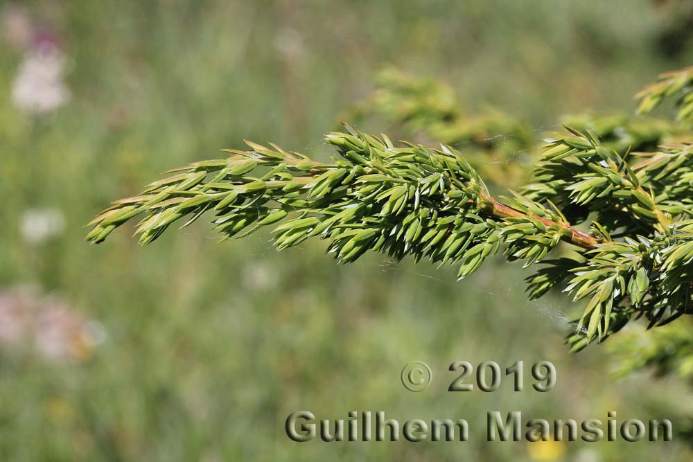 Juniperus communis subsp. nana