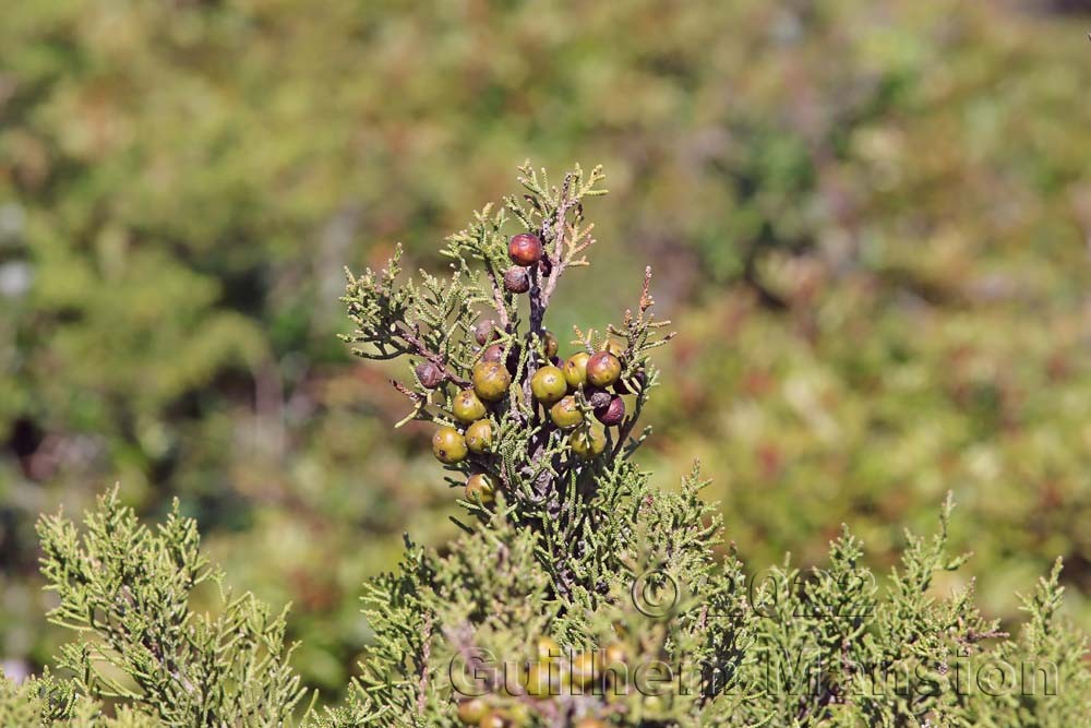 Juniperus phoenicea subsp. turbinata