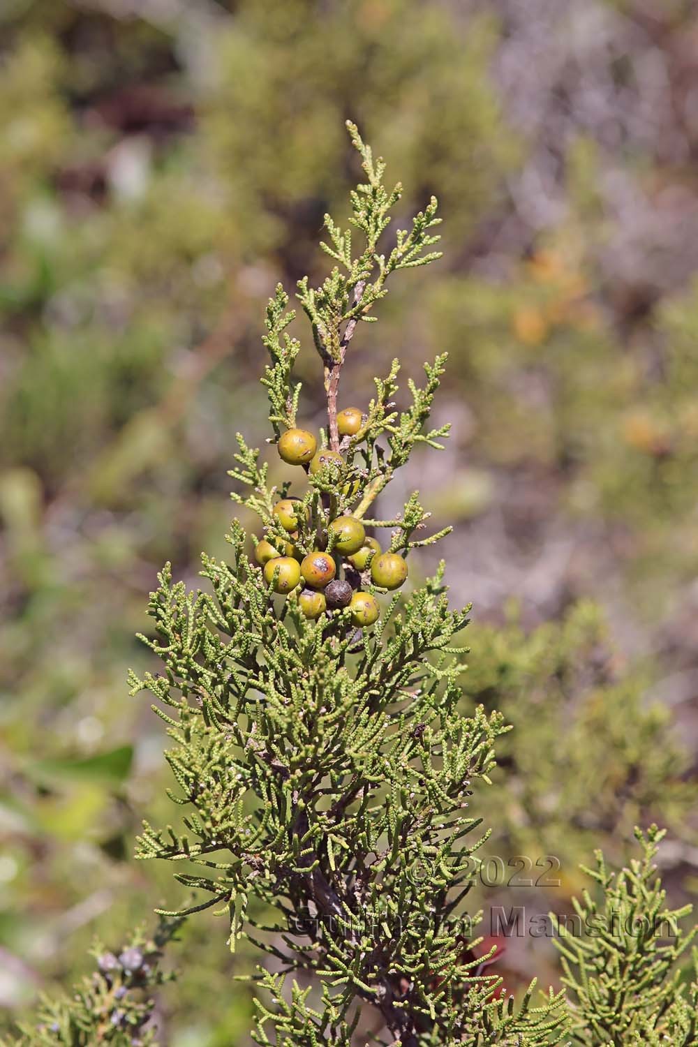 Juniperus phoenicea subsp. turbinata