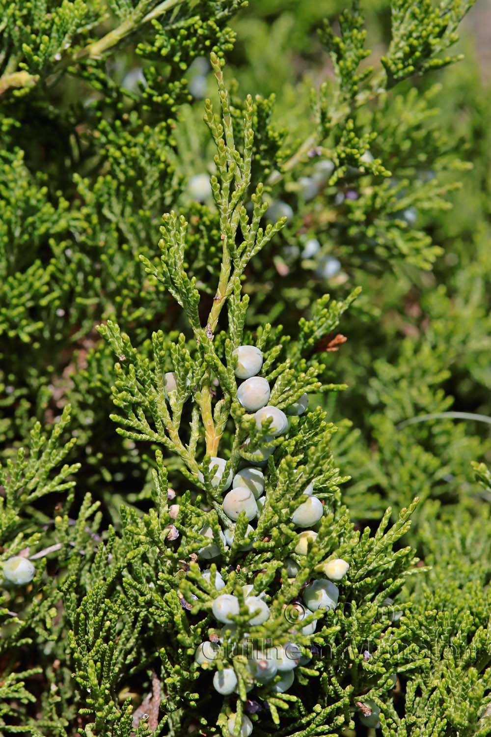 Juniperus sabina