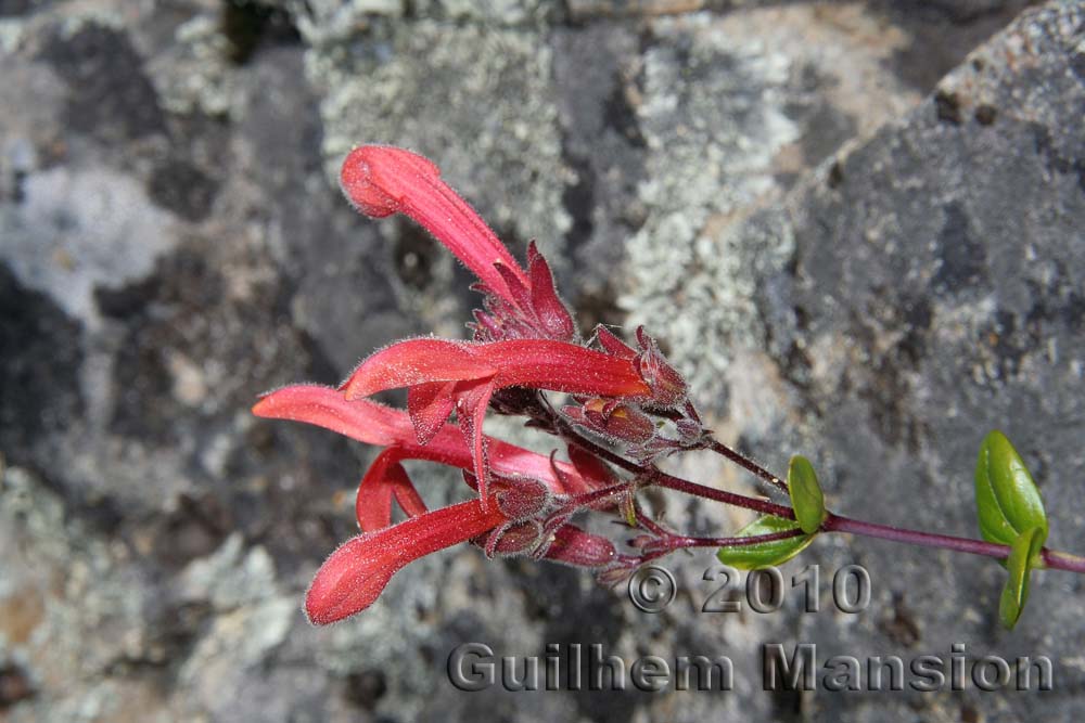 Keckiella corymbosa