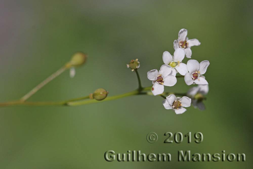 Kernera saxatilis