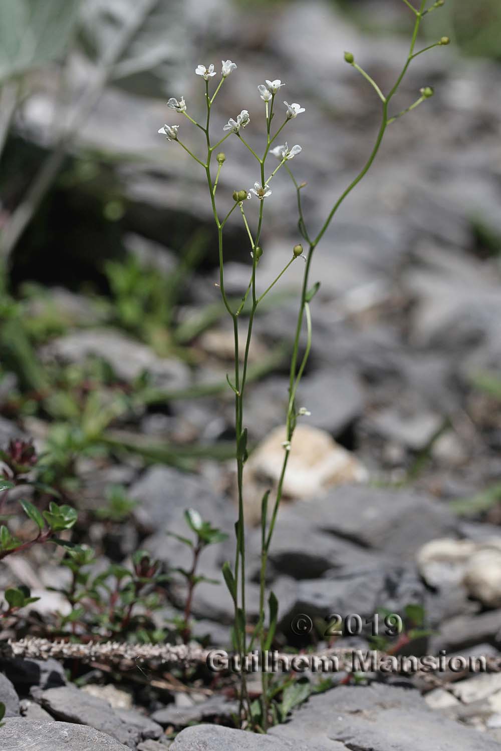 Kernera saxatilis