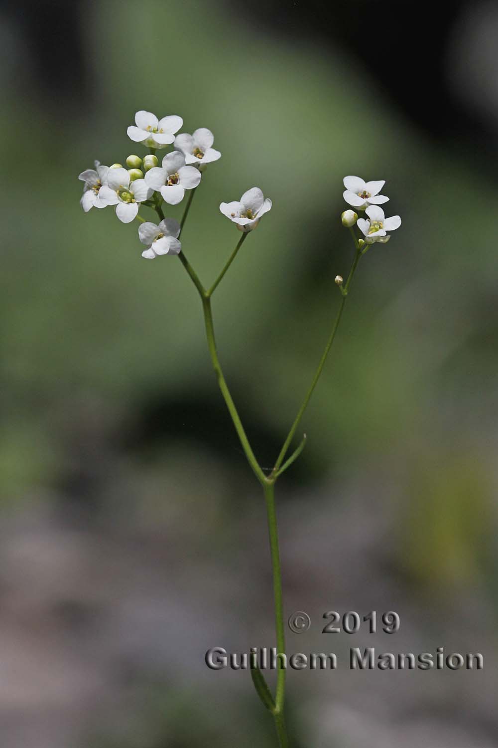 Kernera saxatilis