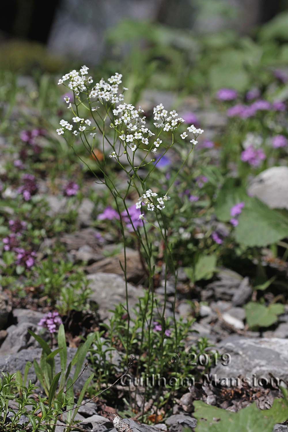 Kernera saxatilis