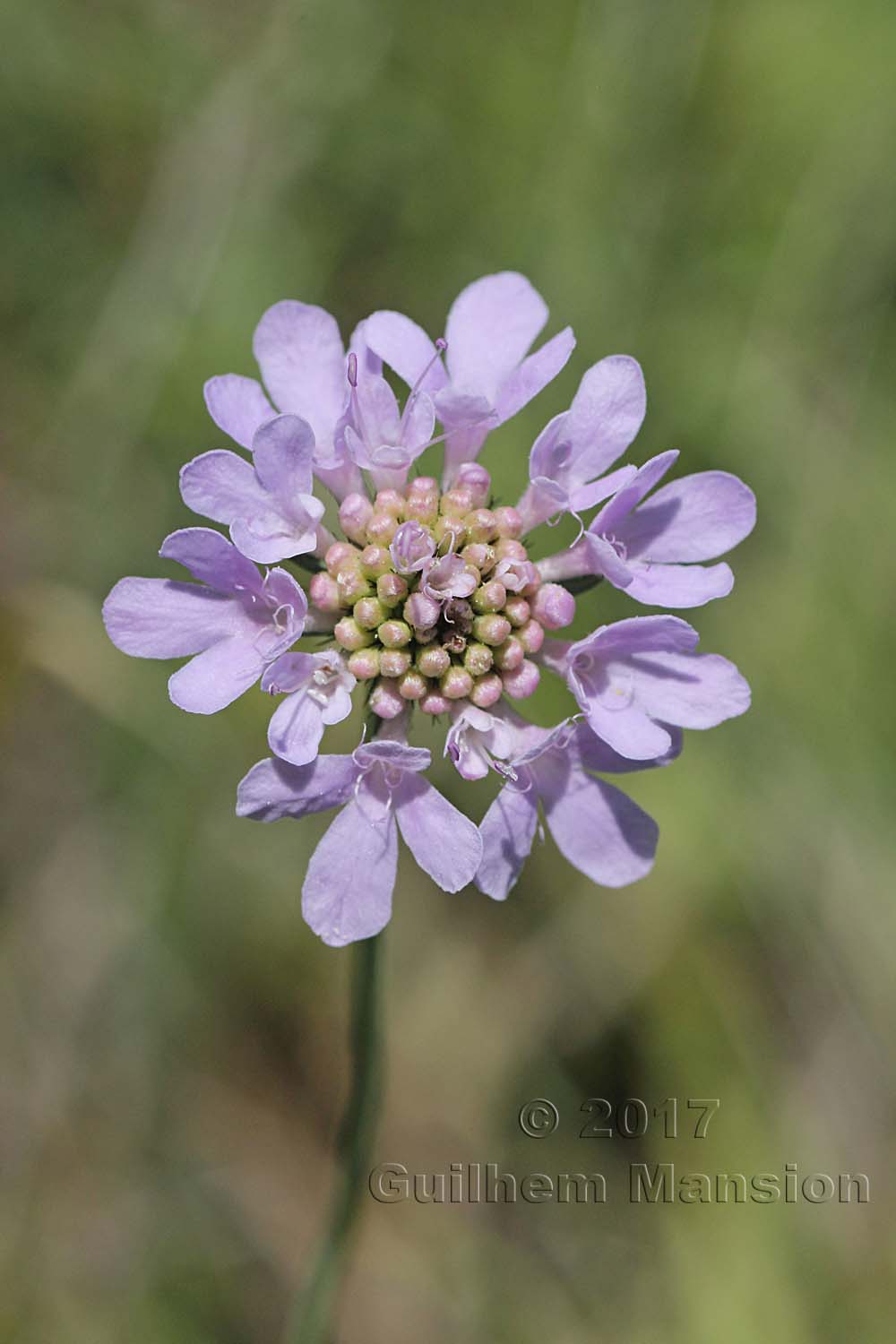 Knautia arvensis