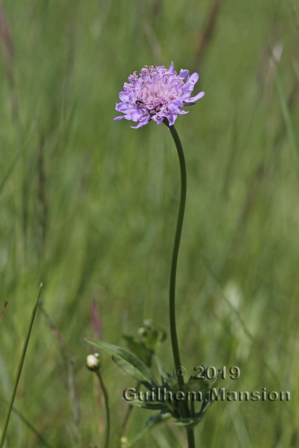 Knautia arvensis