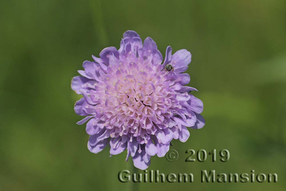 Knautia arvensis