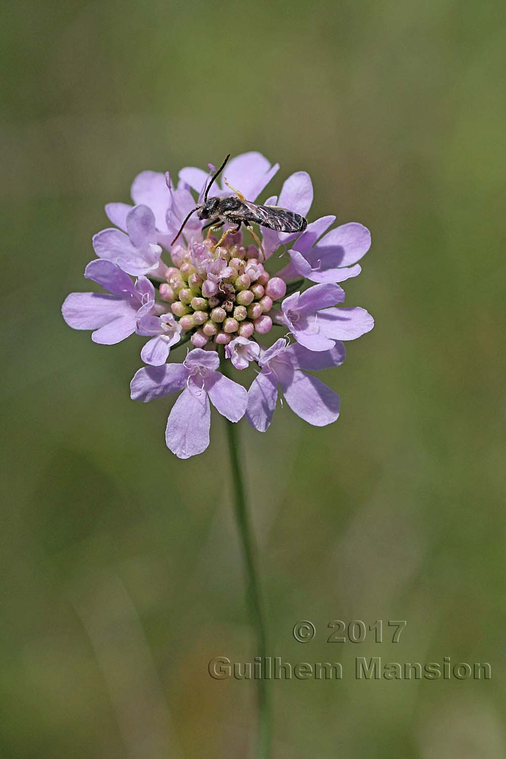 Knautia arvensis