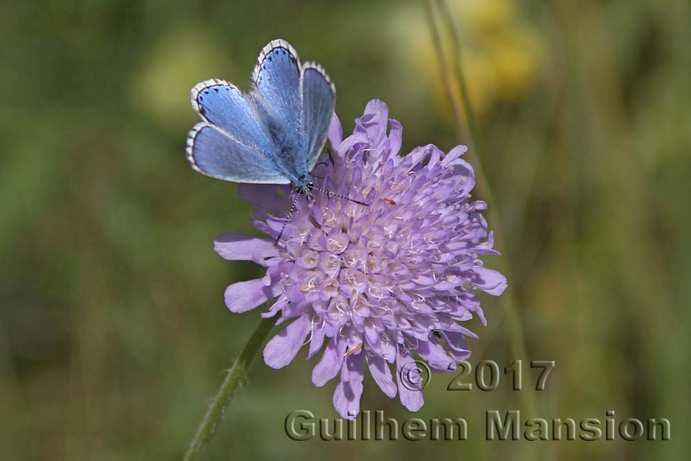 Knautia arvensis